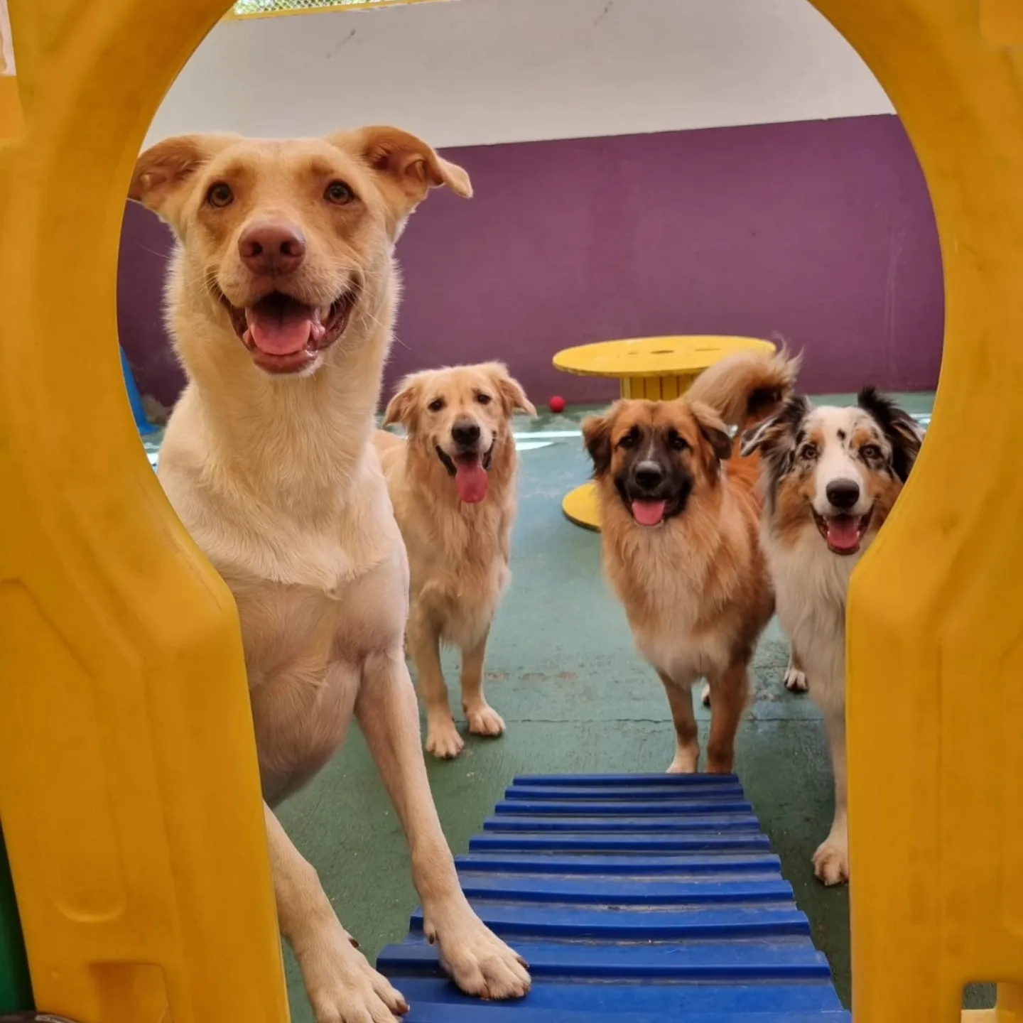 Cães felizes brincando no playground da Poli's Heaven