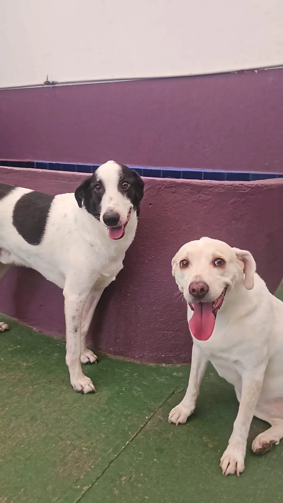 Ozzy e Oliver brincando juntos na Poli's Heaven