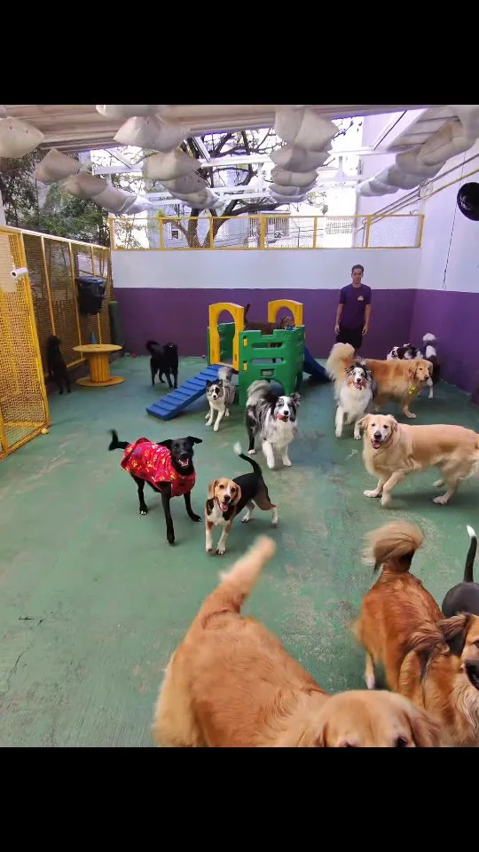 Creche com monitores dedicados acompanhando os cães