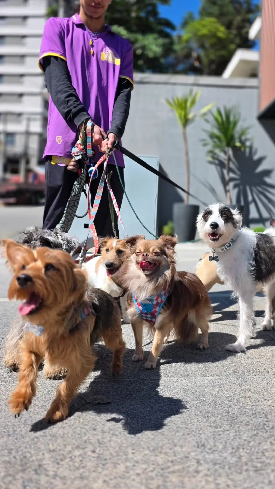 Cães felizes em passeio guiado ao parque